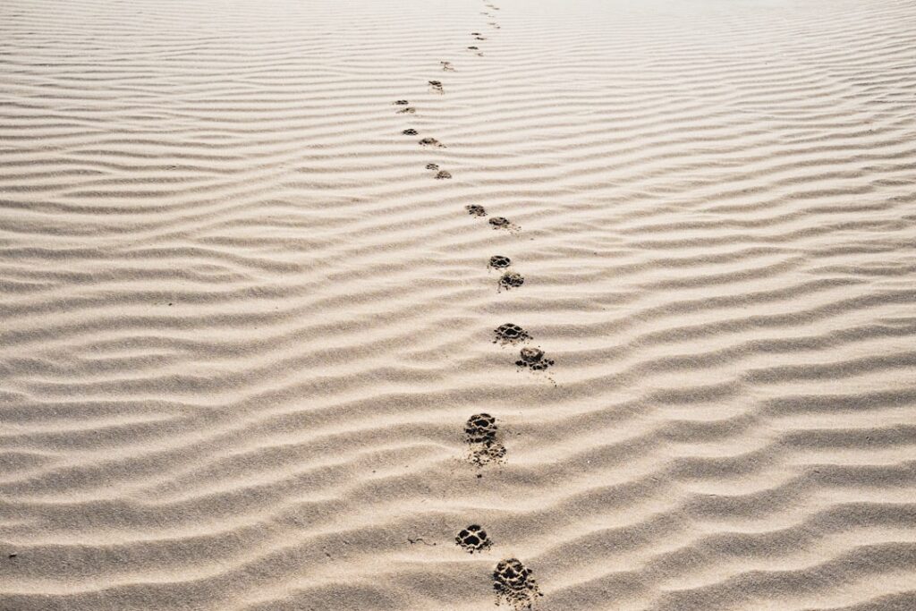 Photo Paw print