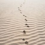 Photo Paw print