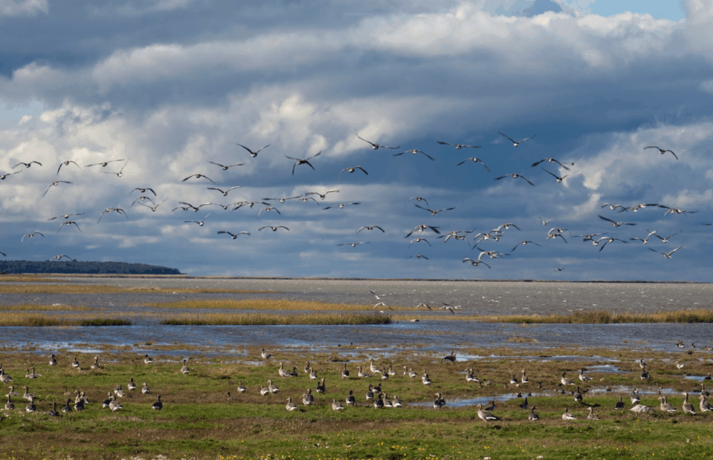 Matsalu National Park Birdwatching Guide