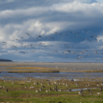 Matsalu National Park Birdwatching Guide